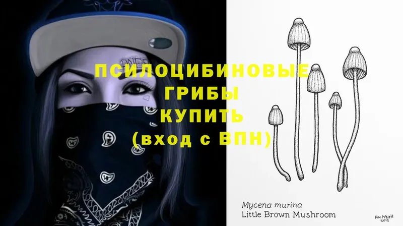 Псилоцибиновые грибы Psilocybe  Туринск 